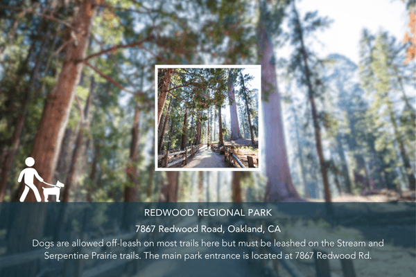 Abio Properties East Bay Area Real Estate Best Dog-Friendly Hikes